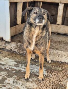 Charmanter LAIKI sucht Zuhause - Neuberg