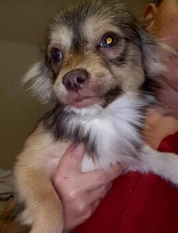 🐾 Drax 5 Monate Langhaar Chihuahua - Kassel