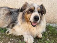 Legolas - Notfall Senior - - Bad Vilbel