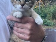 Verkaufe junge Katzenbabys - Herzberg (Elster)