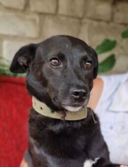 Wundervoller schatz Grey - Berlin