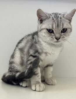 Bkh Kitten Britische Kurzhaar Tabby Whiskas - Lohne (Oldenburg)
