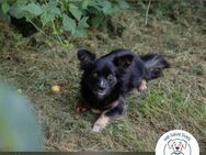 Kiki: Sucht ein Zuhause - Kirchzell