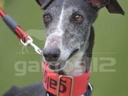 AMELIA Ruhige Galga sucht Begleitung - Karben
