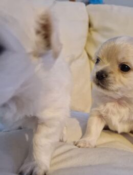 zwei Chihuahua Welpen - Friesack