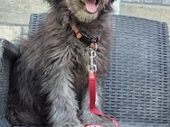 ❤️Paulo❤️,liebevoller Welpen-Mix - Bissingen