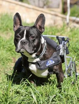 Rico möchte in dein Leben Rollen - Hochheim (Main)