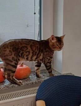 Bengal Cat (Deckkater) DIEGO - Wetzlar
