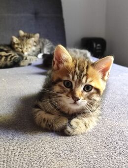 Süße Kitten suchen liebevollen Zuhause - Weyerbusch