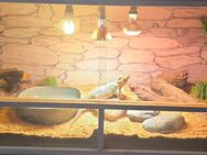2 Bartagamen (männlich) mit Terrarium und Zubehör suchen ein neues Zuhause - Hagenow