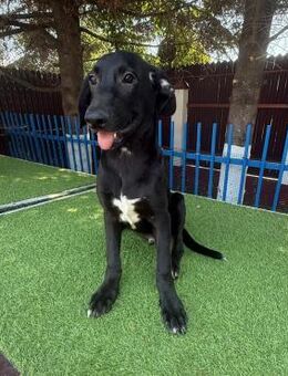 ❤️🐾Sanfter Junghund Aramis🐾❤️ - Eislingen (Fils)