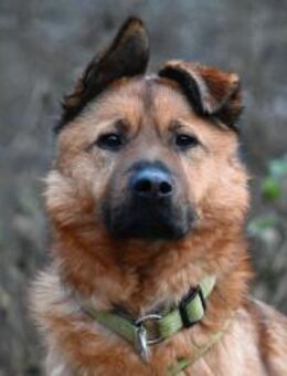 Keano - Rüde - Neuhausen (Fildern)