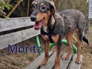 MORITZ ❤ wartet in 29313 Hambühren - Langenhagen