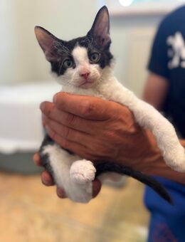 Drei wunderschöne reinrassige Don Sphinx/ Sphynx Katerchen suchen ab sofort ein liebevolles Zuhause - Molbergen