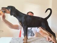 Männlicher Dobermann-Welpe aus der Di Fahinera Zucht - Berlin Friedrichshain-Kreuzberg