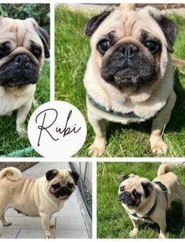 RUBI PP Mops Mädel will FürImmerZuhause - Neustadt (Rübenberge)