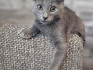 Drei Russisch Blau Kitten( Kater) - Hamburg