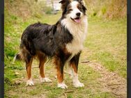 Australian Shepherd Rüde - Osterrönfeld