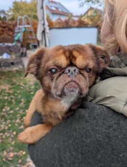 Barni sucht ein liebes Heim - Berlin