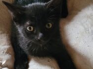 Babykatze sucht ein Zuhause - Kumhausen