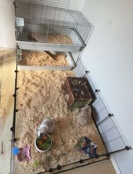 Zwei Mini Lops suchen neues Zuhause - Königswinter