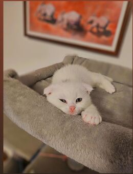 Britich Kurzhaar kitten - Nürnberg