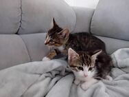 Katzen Babys abzugeben ab sofort - Rodenbach (Hessen)