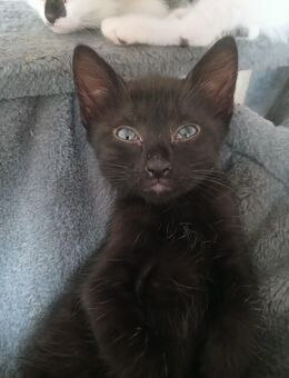 Katzen kitten - Dillingen (Saar)