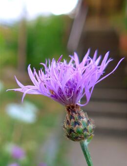 Samen Rispen-Flockenblume, Gefleckte F. (Centaurea-stoebe) heimische Wildstauden - Stuttgart