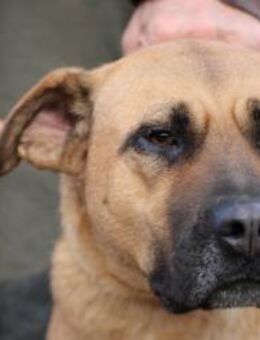 Leela - kinderlieb u. verspielt - Lohra