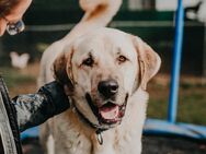 riesen Kangal Teddy (Tierschutz) - Höchenschwand