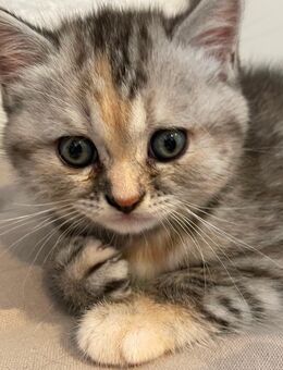 Bkh Kitten ab Ende Oktober - Leinzell