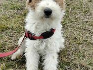 Foxterrier Cookie sucht sein Heim für... - Mannheim