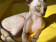 Sphynx Kitten - Hemer Zentrum
