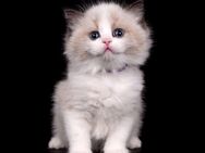 Ragdoll Kitten mit Stammbaum — aus liebevoller Familienaufzucht - Mönchengladbach
