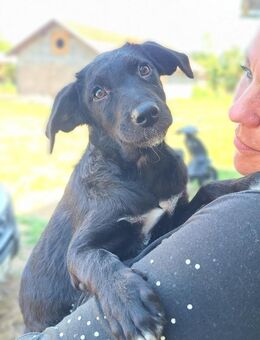 Unsere süße 💕Stella💕sucht ihre Familie - Freilassing
