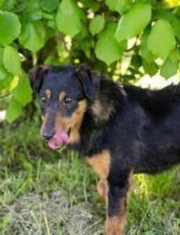 SKIBBY - gern auf Achse und aktiv - Overath