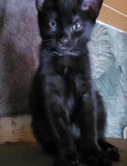 Heilige Birma/ Maincoon Mix Kitten - Selters (Taunus)