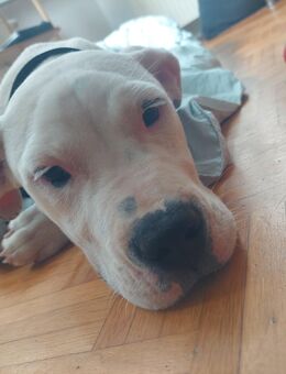 Dogo Argentino Welpe Torvi - Meiningen