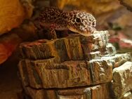 2 Leopardgecko Weibchen + Terrarium und Zubehör abzugeben - Berlin Marzahn-Hellersdorf