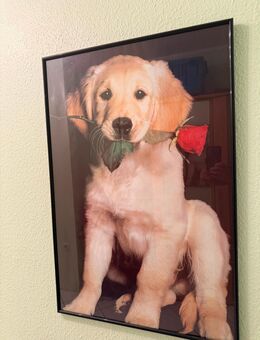 Hundebild mit Rahmen - Hannover Buchholz-Kleefeld