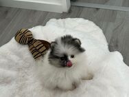 Pomeranian Hündin Chica - Essen