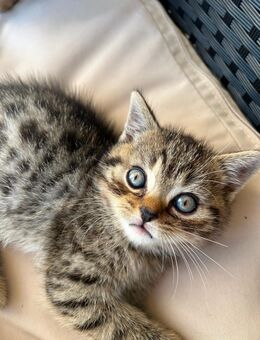 Wunderschöner BKH Kater - Riegelsberg