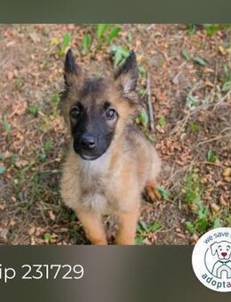 Chip 231729: Hundekind sucht ein Zuhause - Kirchzell