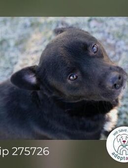 Chip 275726 sucht ein Zuhause - Kirchzell