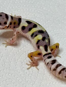 2 junge männliche Leopardgeckos abzugeben - Dortmund