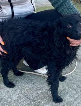 Zuckerpuppe Aila sucht ein Zuhause - Overath