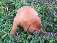 Labrador Foxred Welpen mit Ahnentafel