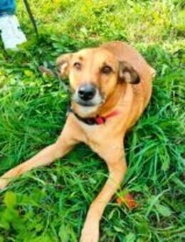 Pepita - Mischlingshündin in Not‼️ - Würzburg