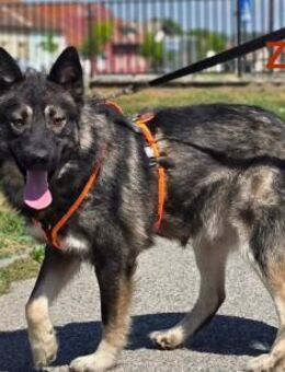 Zony sucht seine Menschen - Linden (Hessen)